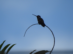 Heliomaster longirostris