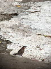 Campylorhynchus rufinucha