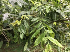 Pterocarya stenoptera