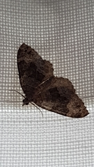 Colostygia aptata