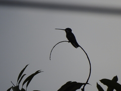 Heliomaster longirostris