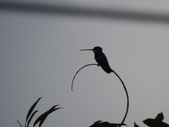 Heliomaster longirostris