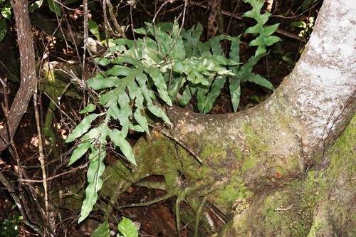 Phlebodium aureum