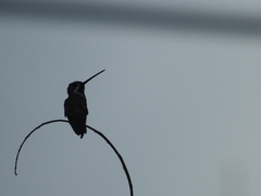 Heliomaster longirostris