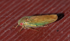 Polana quadrinotata