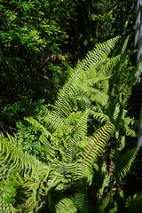 Nephrolepis biserrata