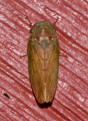Polana quadrinotata