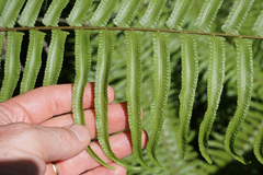 Nephrolepis biserrata