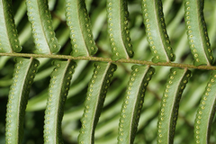 Nephrolepis biserrata