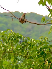 Heliomaster constantii