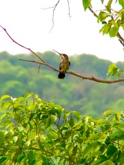 Heliomaster constantii