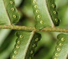 Nephrolepis biserrata