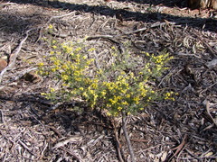 Acacia aspera