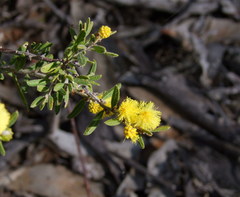 Acacia aspera