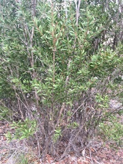 Melaleuca flavovirens