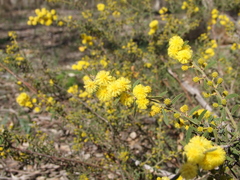 Acacia aspera