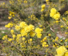 Acacia aspera