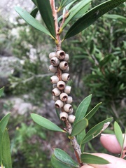 Melaleuca flavovirens
