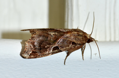 Callopistria floridensis