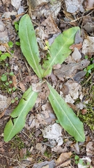 Hypochaeris maculata