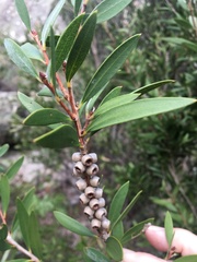 Melaleuca flavovirens