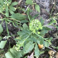 Lepidium virginicum