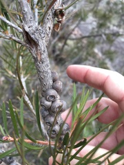 Melaleuca linearis linearis