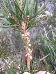 Melaleuca linearis linearis