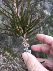Melaleuca linearis linearis