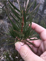 Melaleuca linearis linearis