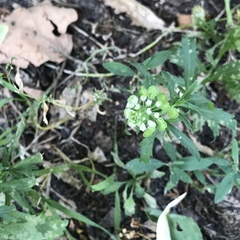 Lepidium virginicum