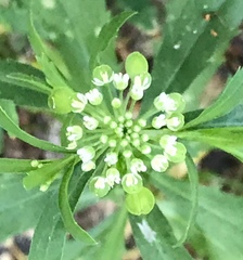 Lepidium virginicum