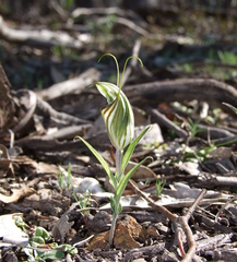 Pterostylis robusta
