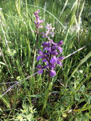 Anacamptis morio morio