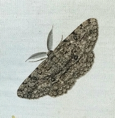 Hypomecis umbrosaria