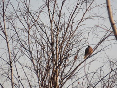 Streptopelia orientalis