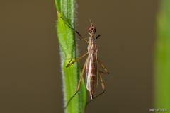 Micropeza lateralis