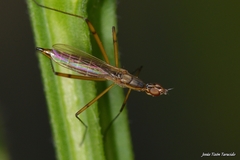 Micropeza lateralis