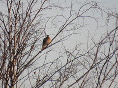 Streptopelia orientalis