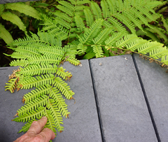 Pteris tripartita