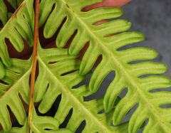 Pteris tripartita