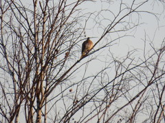Streptopelia orientalis