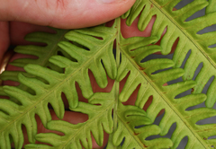 Pteris tripartita
