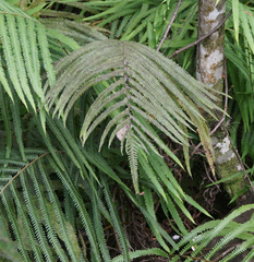 Pelazoneuron augescens