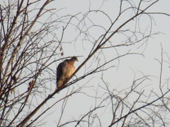 Streptopelia orientalis