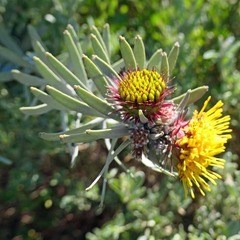 Leucospermum parile