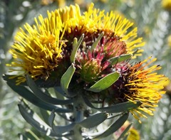 Leucospermum parile
