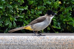 Pycnonotus xanthorrhous