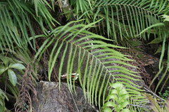 Pelazoneuron augescens