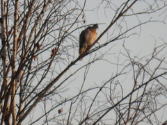 Streptopelia orientalis